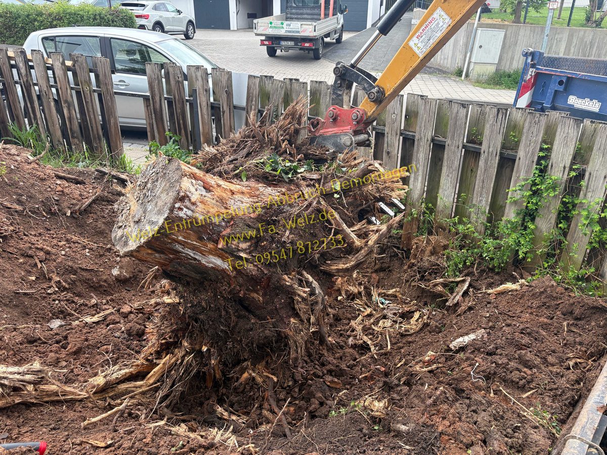 Minibagger hebt Wurzelstock aus - Erdarbeiten Firma Welz